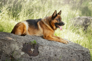 German shepherd in summer park
