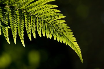 Green pattern Ferns (Polypodiophyta) Fern used against parasites and perhaps also on the warts.