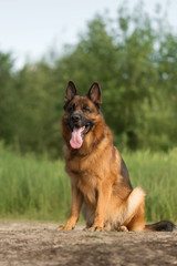 Fototapeta premium German shepherd in summer park