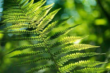 Green pattern Ferns (Polypodiophyta) Fern used against parasites and perhaps also on the warts.