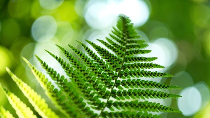 Green pattern Ferns (Polypodiophyta) Fern used against parasites and perhaps also on the warts.