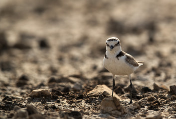 The Kentish plover guarding its cheek, Bahrain