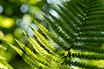 Green pattern Ferns (Polypodiophyta) Fern used against parasites and perhaps also on the warts.