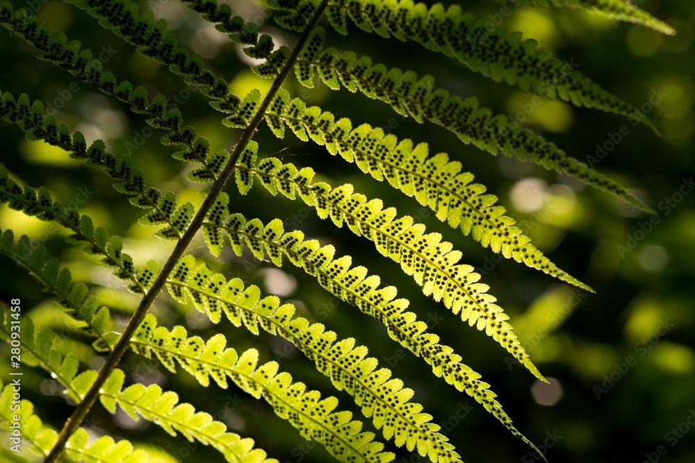 Wall mural green pattern ferns (polypodiophyta) fern used against parasites and perhaps also on the warts.