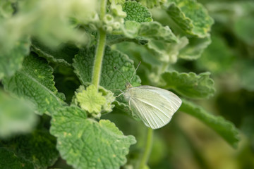 Cabbage Butterfly on Leaf in Springtime