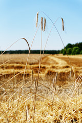 Obraz premium Partly harvested cereal field in dry weather, cloudless sky, view through a row of less standing cereal tree - Location: Germany