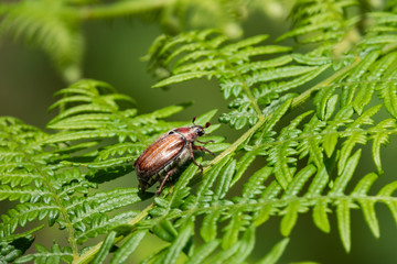 Cockchafer Beetle on Leaf in Springtime
