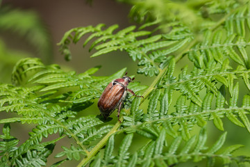 Cockchafer Beetle on Leaf in Springtime