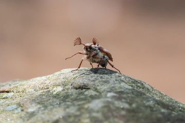 Cockchafer Beetle on Rock in Springtime