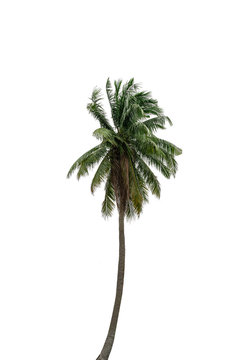 Coconut tree isolated on white background with clipping path