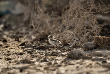 The Kentish plover chick, Bahrain 