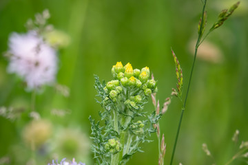 Groundsel Flowers in Bloom in Springtime