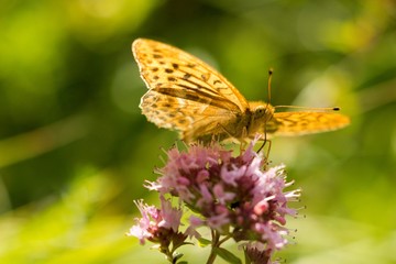 Silver-washed Fritillary (Argynnis paphia) is a butterfly in the family of Eurasia.