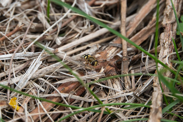 Hoverfly on Ground in Springtime