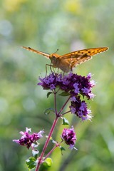 Silver-washed Fritillary (Argynnis paphia) is a butterfly in the family of Eurasia.