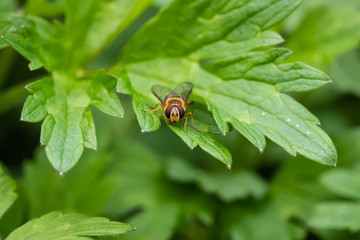 Hoverfly on Leaf in Springtime
