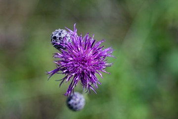 Cornflower meadow is like other cornflowers and pylodárná excellent nectar plant. It blooms until autumn.