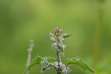 Nettle Flowers in Bloom in Springtime