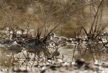 The Kentish plover chick, Bahrain 