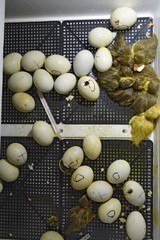 Musk duck ducklings hatched from eggs