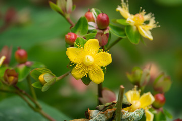 St. John's Wort Flowers in Bloom in Springtime