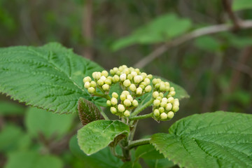 Viburnum Flower Buds in Springtime