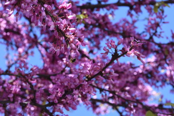 albero in fiore con ape