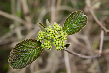 Viburnum Flower Buds in Springtime