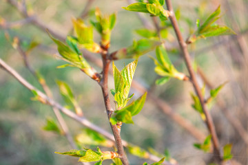 Young leaves on the bushes in the spring. Green leaves in the sun.