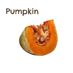 Pumpkin piece. Hand draw pastel painting illustration on white background.
