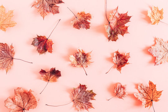 Autumn creative composition. Beautiful dried leaves on pastel pink background. Fall concept. Autumn background. Flat lay, top view, copy space