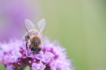Thyme has miraculous effects on mental well-being. Those who drink a cup of thyme tea in the...