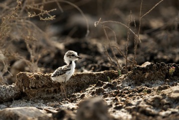 The Kentish plover chick, Bahrain 