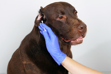Veterinarian in blue gloves  cleaning labrador retriever ears. Concept hygiene and care for dogs.  Isolated on white