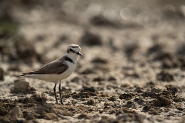 The Kentish plover at Bahrain 