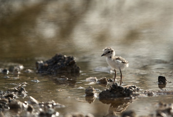 The Kentish plover chick, Bahrain 