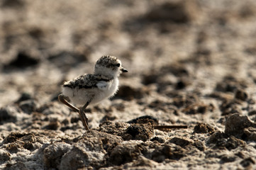 The Kentish plover chick, Bahrain 