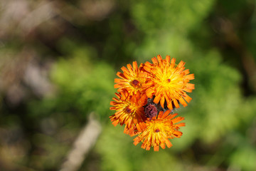 Close-up of Orange Hawkweed flower