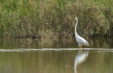 Great Egret fishing at Buhair lake, Bahrain 
