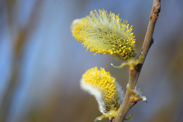 Weidenkätzchen, männliche Palmkätzchen © Ivonne Berz