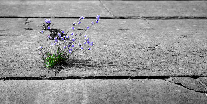 Flower Growing Out Of Stone. Tender Stalks And Blue Flowers