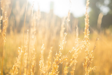 Fototapeta premium Rye is growing in a landscape
