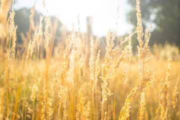 Rye is growing in a landscape