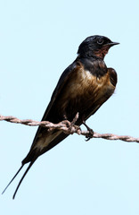 The barn swallow drenched in oil resting on fence at Hamala, Bahrain 