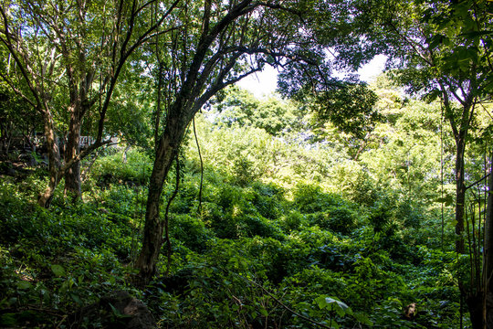 Dense Rainforest Lines the Trail through the Ruins on Zapatera Island outside of Granada, Nicaragua