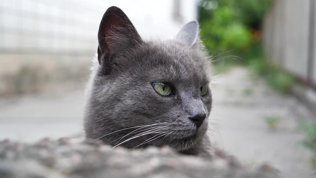 Funny grey whiskered cat looks around