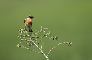 Whinchat perched on twigs, Bahrain 
