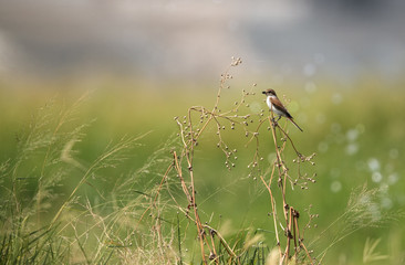 Isabelline shrike perched on bush at Hamala , Bahrain 