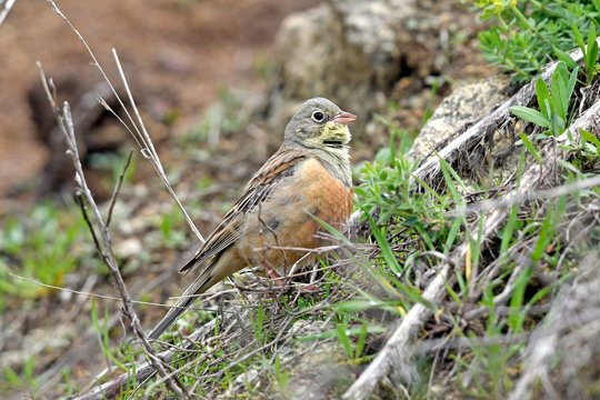 Ortolan (Emberiza hortulana) - Ortolan bunting