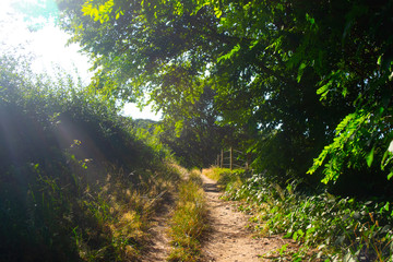 Fototapete bei efototapeten.de bestellen   